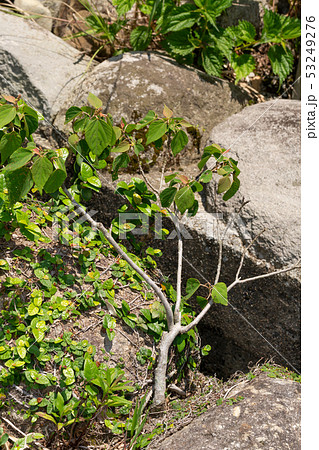 アカメガシワ 53249276