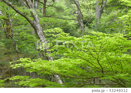 新緑 53249312