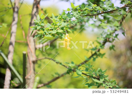 キングサリの花 キングサリの花 53249481