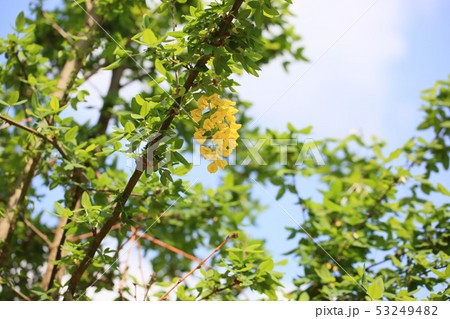 キングサリの花 53249482