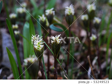 木陰の野原にヒトリシズカの花が咲くの写真素材