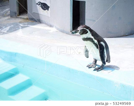 なかなか飛び込まないペンギン 53249569