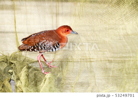 Birds are trap in the net. Birds are trap in the net. 53249701