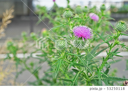 初夏のアザミの花 53250118