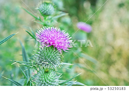 初夏のアザミの花 初夏のアザミの花 53250183