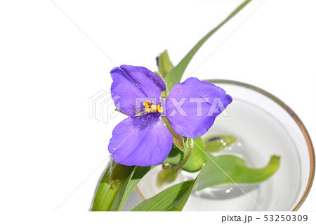 ガラスのぐい吞みに浮かべられた1輪のオオムラサキツユクサ、青紫色の花、イメージ素材、白バック ガラスのぐい吞みに浮かべられた1輪のオオムラサキツユクサ、青紫色の花、イメージ素材、白バック 53250309