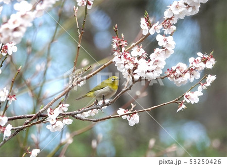 平岡梅林公園のメジロ 53250426