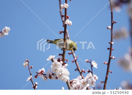 平岡梅林公園のメジロ 53250430