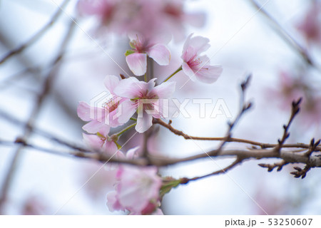 アーコレード さくら 花 アーコレード さくら 花 53250607