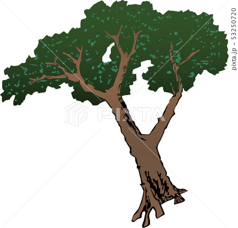 浮世絵 松 その3 浮世絵 松 その3 53250720