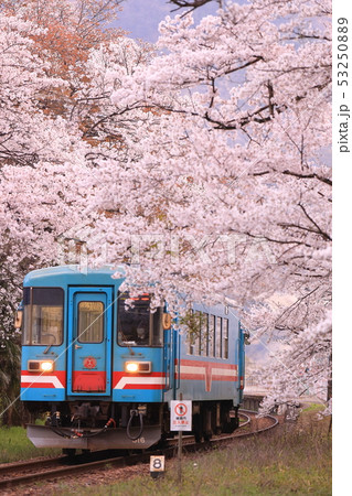 桜の木々に包まれたホームを出発した樽見鉄道の列車 53250889