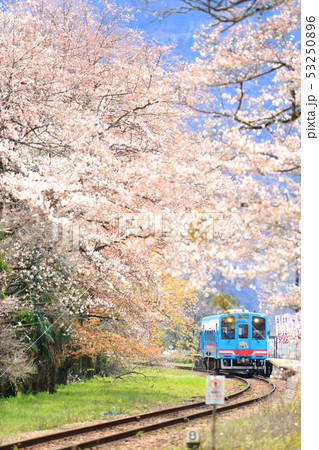 桜に包まれた駅を出発するディーゼルカー 桜に包まれた駅を出発するディーゼルカー 53250896