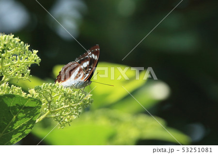生き物　昆虫　ヤエヤマイチモンジ、五月の石垣島。沢山のチョウが集まるタイワンウオクサギ 53251081