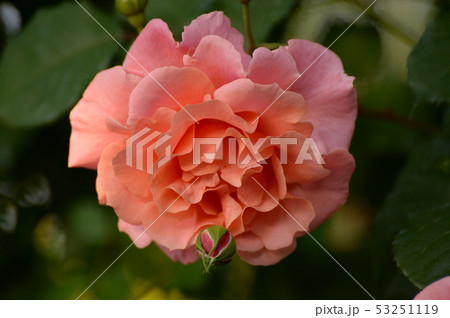 薄ピンクの薔薇 薄ピンクの薔薇 53251119
