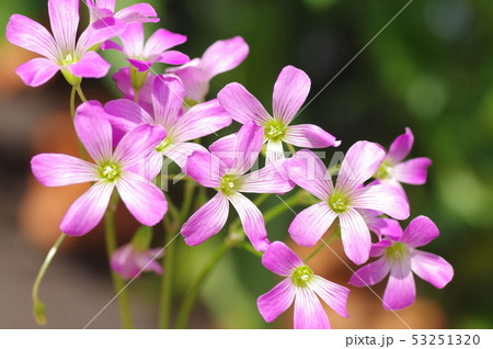ムラサキカタバミの花 53251320