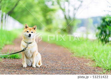 緑背景に柴犬　飼い犬　日本犬　一般的な犬　散歩　遊ぶ 53251422