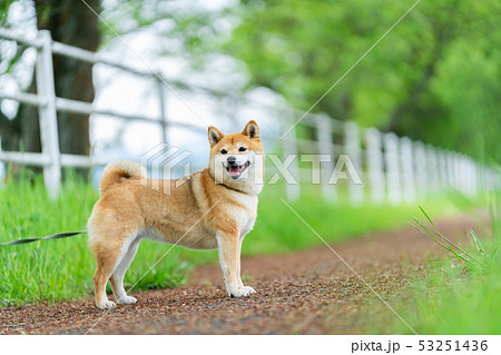 緑背景に柴犬 飼い犬 日本犬 一般的な犬 散歩 遊ぶの写真素材