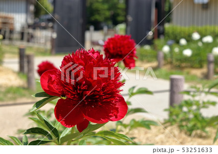 シャクヤク 53251633