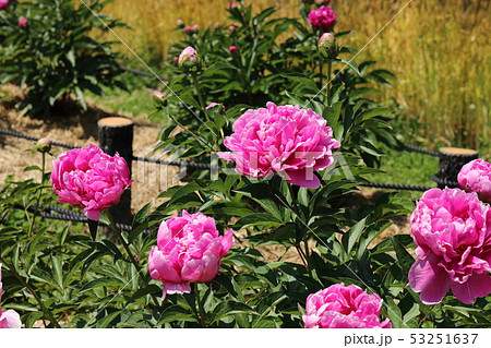 シャクヤク 53251637