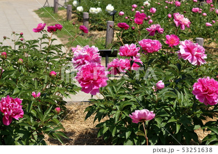 シャクヤク 53251638