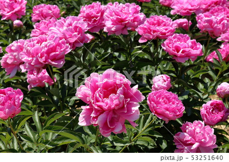 シャクヤク 53251640