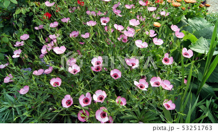 16:9 ベニバナアマ(ピンク) 16:9 ベニバナアマ(ピンク) 53251763