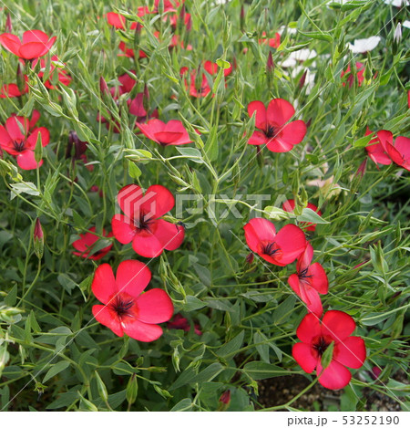 ベニバナアマ(スカーレットフラックス) ベニバナアマ(スカーレットフラックス) 53252190