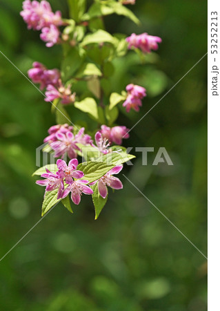 ピンクのサラサウツギの花 ピンクのサラサウツギの花 53252213