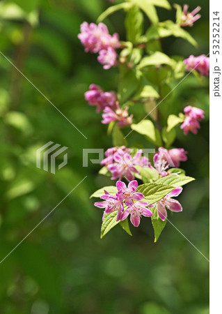 ピンクのサラサウツギの花 53252214