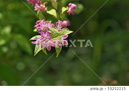 ピンクのサラサウツギの花 ピンクのサラサウツギの花 53252215