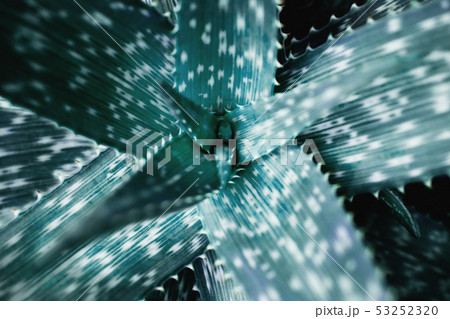 Closeup of Caribbean agave. Tropical Green Leaf. Closeup of Caribbean agave. Tropical Green Leaf. 53252320