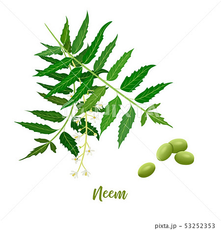 Neem leaf branch, flowers and pods. for natural Neem leaf branch, flowers and pods. for natural 53252353