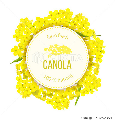 Rapeseed blossom flowers. Card template text 53252354