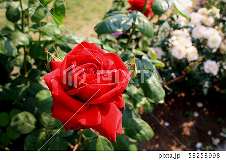 春のバラ祭り 深紅のバラの花の写真素材