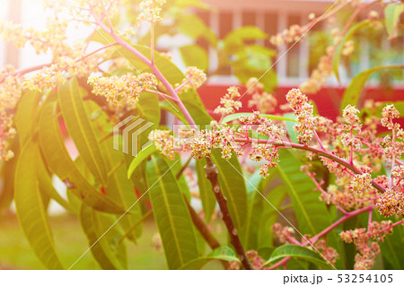 Close up Mango flower blooming at summer garden Close up Mango flower blooming at summer garden 53254105
