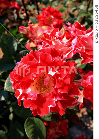 春のバラ祭り 深紅のバラの花の写真素材