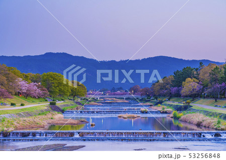 京都 春の半木の道 京都 春の半木の道 53256848