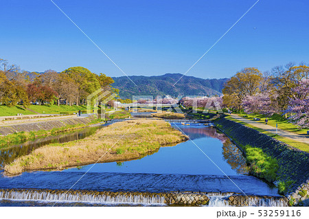 京都 春の鴨川風景 京都 春の鴨川風景 53259116