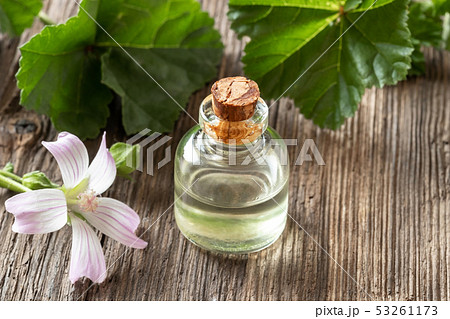 A bottle of mallow essential oil with fresh malva A bottle of mallow essential oil with fresh malva 53261173