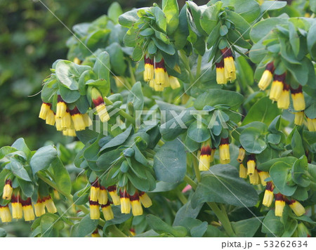 セリンセ・マヨール(黄花瑠璃草=キバナルリソウ) セリンセ・マヨール(黄花瑠璃草=キバナルリソウ) 53262634
