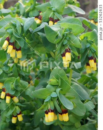 セリンセ・マヨール(黄花瑠璃草=キバナルリソウ) セリンセ・マヨール(黄花瑠璃草=キバナルリソウ) 53262635