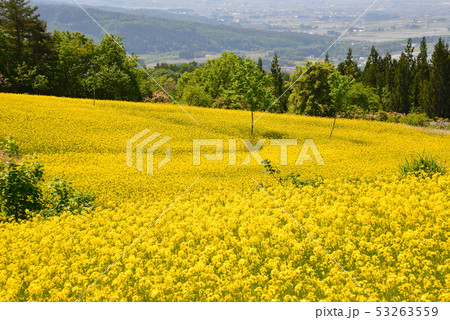 三ノ倉高原菜の花畑へ行きました 55の写真素材