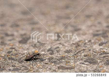 ニワハンミョウ 53266849