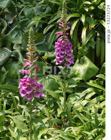 ジギタリス（狐の手袋）の群生 53273724