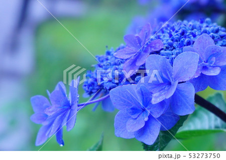 雨に濡れる紫陽花の花。 53273750
