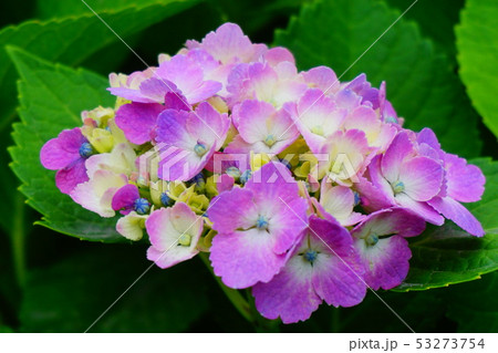 ピンク色の紫陽花の花。 53273754