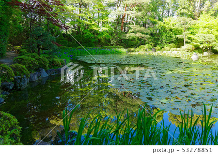 平安神宮　かきつばた　中神苑　蒼龍池 53278851