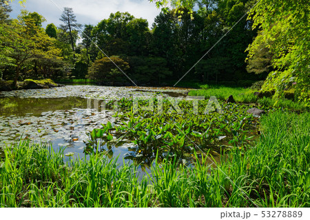 平安神宮 西神苑 白虎池 平安神宮 西神苑 白虎池 53278889