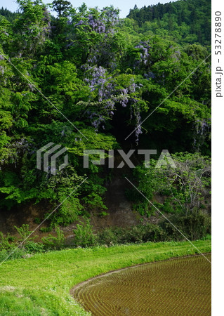 フジの咲く季節 フジの咲く季節 53278890