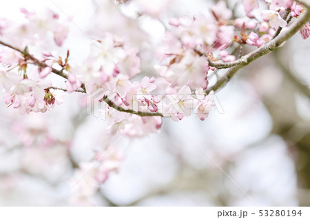 桜 エゾヤマザクラ 桜 エゾヤマザクラ 53280194